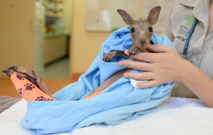 Australia Zoo Wildlife Hopital Patient
