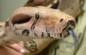 Boa Constrictor being held by a zookeeper close up of their head and tongue.