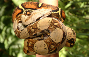 Boa Constrictor wrapped around itself hanging.