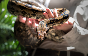 Boa Constrictor being held by a zookeeper looking at camera.