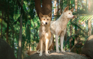 Two dingoes sitting and standing on a rock with greenery in background.