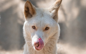 Dingo facing camera from neck up licking their lips.