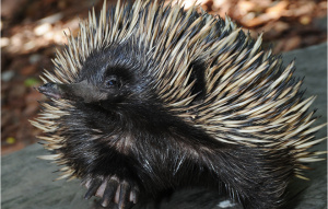 Echidna looking to the right up close with quills in detail.