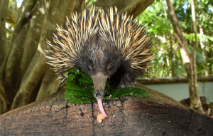 Echidna with tongue reaching for food facing the camera.