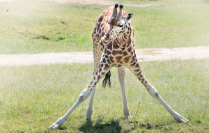 Giraffe standing with front legs spread out wide facing the camera.