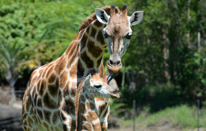Adult giraffe standing over and licking the head of a young giraffe from neck up.