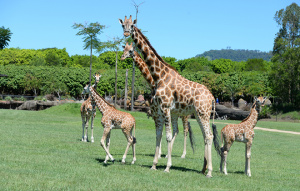 Group of young and adult giraffes walking around a grass field.