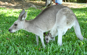 Eastern Grey Kangaroo crouched with Joey in her pouch.