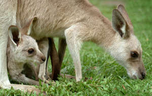 Eastern Grey Kangaroo smelling the grass with Joey under her looking.