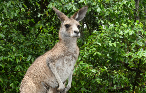 Eastern Grey Kangaroo standing with head of Joey in pouch barely showing.