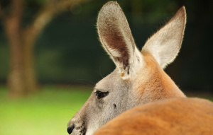 Red Kangaroo close up on head and ears from behind.
