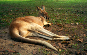 Red Kangaroo laying on ground with legs extended facing away from camera.