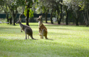 Two Red Kangaroos, one with a Joey, standing in a field.