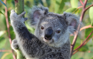 Koala from shoulders up hanging on bamboo looking at the camera.