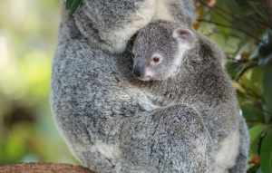 Baby Koala sitting nestled in their mom's stomach.
