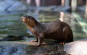 Small Claw Otter half standing on a rock with water in the background.