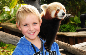 Young boy with a Red Panda standing on his shoulder.