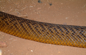 Inland Taipan (Fierce Snake) cropped on the body to show the scale pattern of golf to dark brown.