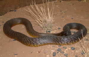 Inland Taipan (Fierce Snake) wrapped in a long circle and their head propped on the tail.