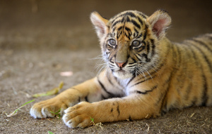 Sumatran Tiger cub laying on the ground and looking in the distance.