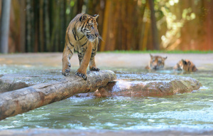 Sumatran Tiger walking on a log over the water with swimming tigers in the background.