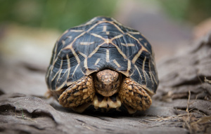 Star Tortoise standing on a rock tucking their head into their shell.