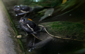 Brisbane River Turtle at the edge of the water getting out.