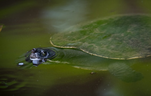 Brisbane River Turtle swimming in the water with their head out.