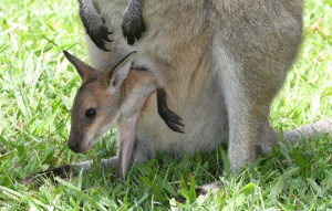 Red-Necked Wallaby coming out of their mom's pouch.