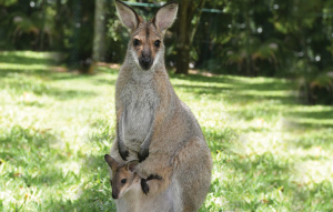 Red-Necked Wallaby and a Joey standing in the grass looking at the camera.