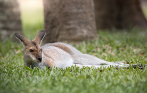 Red-Necked Wallaby lounging in the grass.