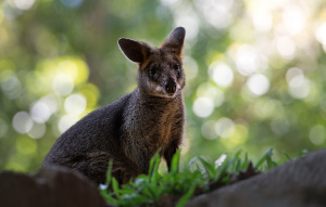 Swamp Wallaby standing in grass looking to the left.