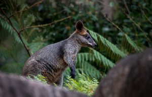 Profile view of a Swamp Wallaby looking to the left.