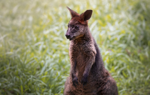 Swamp Wallaby standing on the grass.