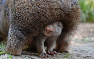 Baby Common Wombat under another Common Wombat.