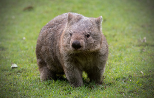 Common Wombat in the grass looking to the right.