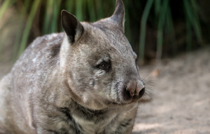 Southern Hairy-Nosed Wombat looking to the left zoomed in.