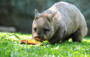 Southern Hairy-Nosed Wombat eating in the grass.