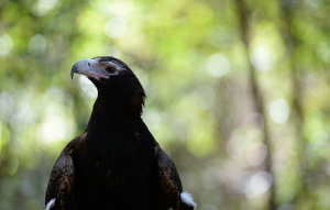 Ace the Wedge-tailed Eagle from chest up looking to the right.