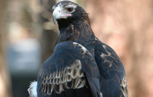 Ace the Wedge-tailed Eagle from behind with head twisted around.