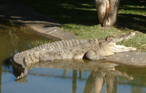 Agro the Saltwater Crocodile coming out of the water with his mouth open.