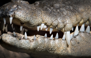 Close up of Agro the Saltwater Crocodile's teeth.