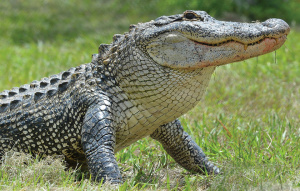 American Alligator standing on front legs in the grass.