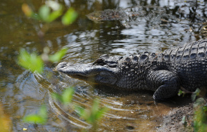 American Alligator going into the swamp face first.