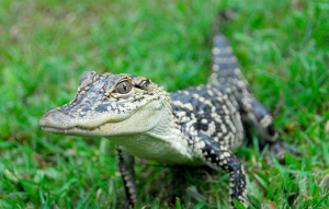 American Alligator facing the camera standing on their front legs.