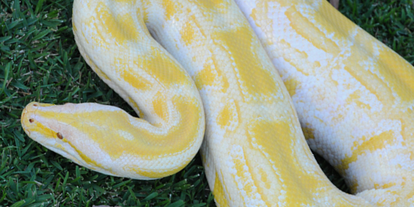 Burmese Python (Alimah) - Australia Zoo