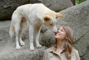 Archie the Alpine Dingo giving a kiss to Bindi Irwin.