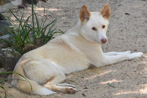 Archie the Alpine Dingo laying on the ground looking at the camera.