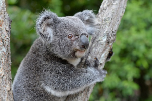 Bert the Koala on a tree branches looking left.