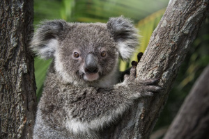 Bert the Koala in the trees looking at the camera.